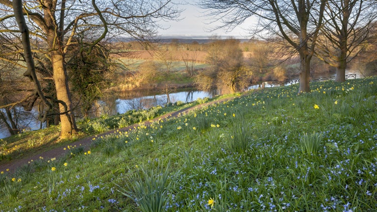 A view looking down over the garden to the river at The Weir, Herefordshire in spring. The trees are bare but yellow and blue spring flowers are emerging among the grass.